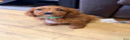 Cavapoo dogs for sale: Extensively health tested F1 Toy Cavapoo Puppies - Advert 7