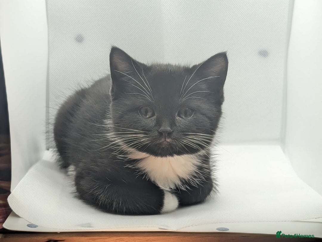 Mixed Breed cats for sale: Beautiful mix breed kittens  - Image 9