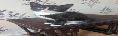 Mixed Breed Kitten 2