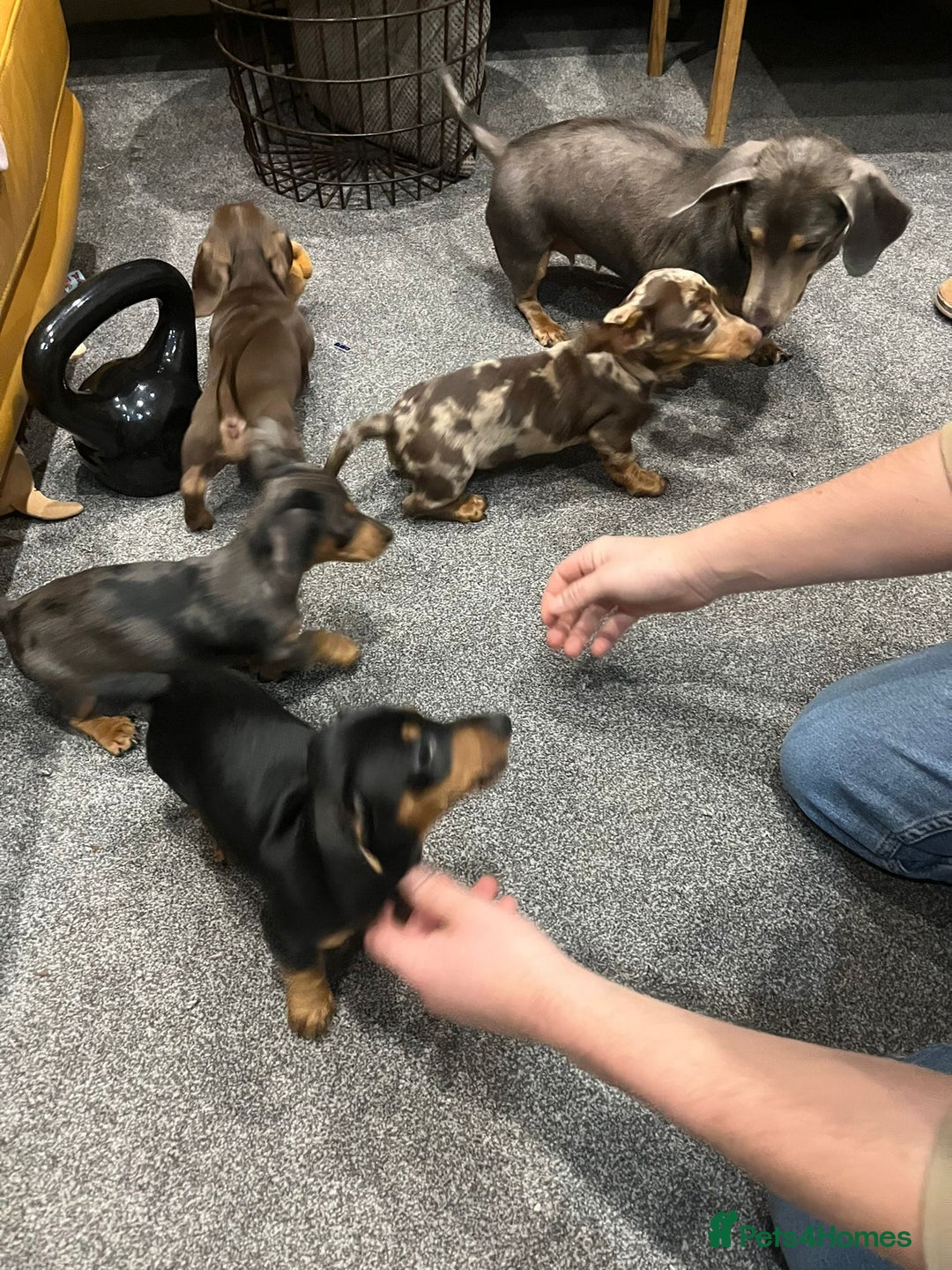 Miniature Dachshund dogs for sale:  Four Stunning Miniature Dachshund Puppies - Advert 7