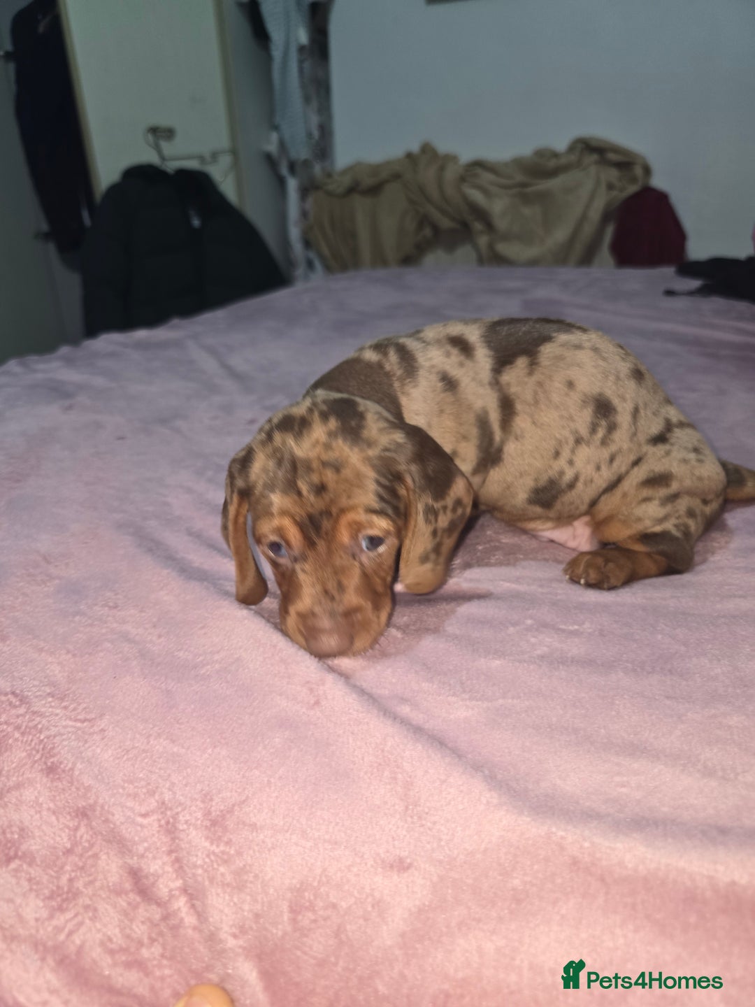 Miniature Dachshund dogs for sale: True to type kc dad home raised both parents here - Advert 8