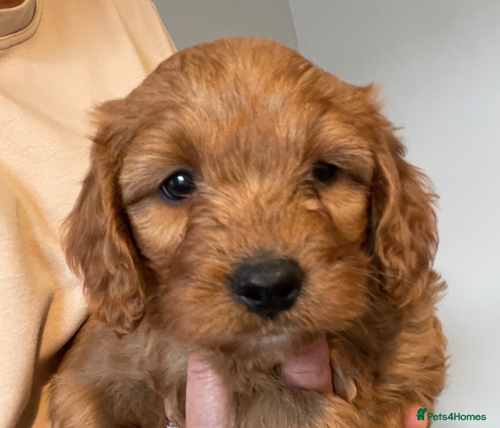 Cavapoo dogs ADORABLE CAVAPOO PUPPIES  - Advert 6
