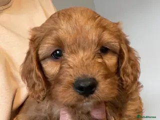 Cavapoo dogs ADORABLE CAVAPOO PUPPIES - Advert 6