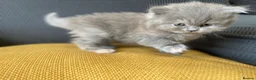 British Shorthair cats for sale: GCCF Registered British Shorthairs / Longhairs - Advert 18