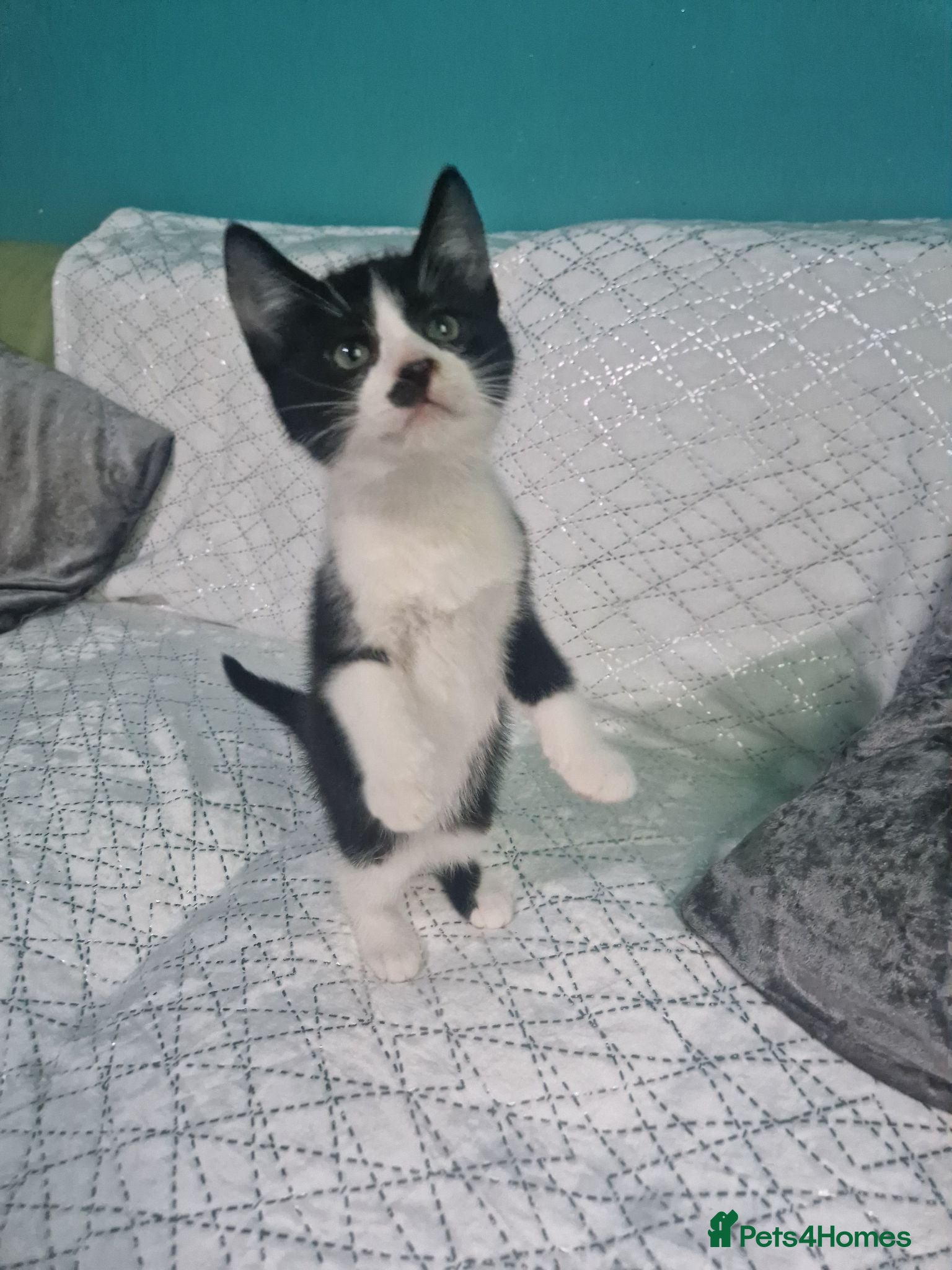 Mixed Breed cats ‼️3 LEFT‼️Lovely kittens looking forever home❤️💙 - Advert 3