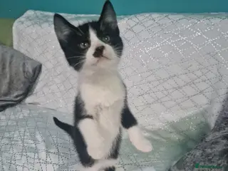Mixed Breed cats ‼️2 LEFT‼️Lovely kittens looking forever home❤️❤️ - Advert 2
