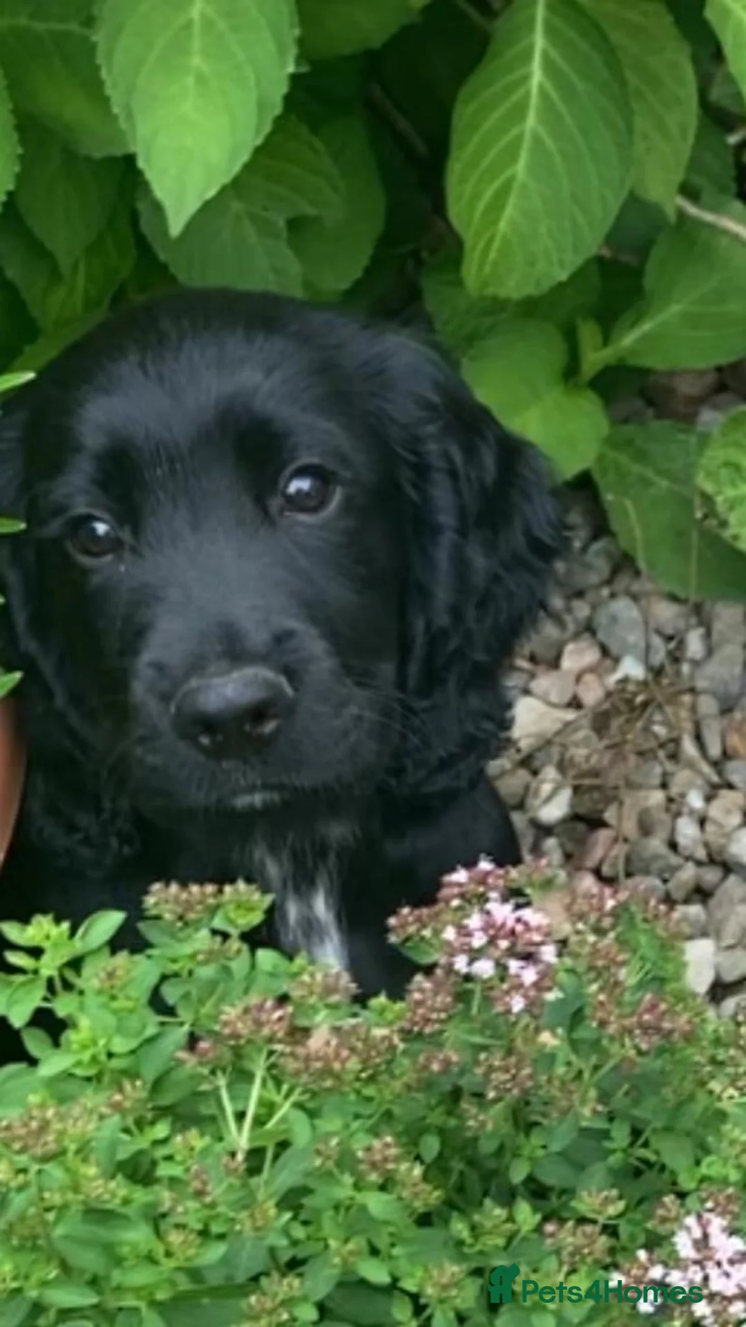 Cocker Spaniel dogs for stud: Working Cocker Spaniel For Stud - Health Tested in Kirriemuir - Advert 11