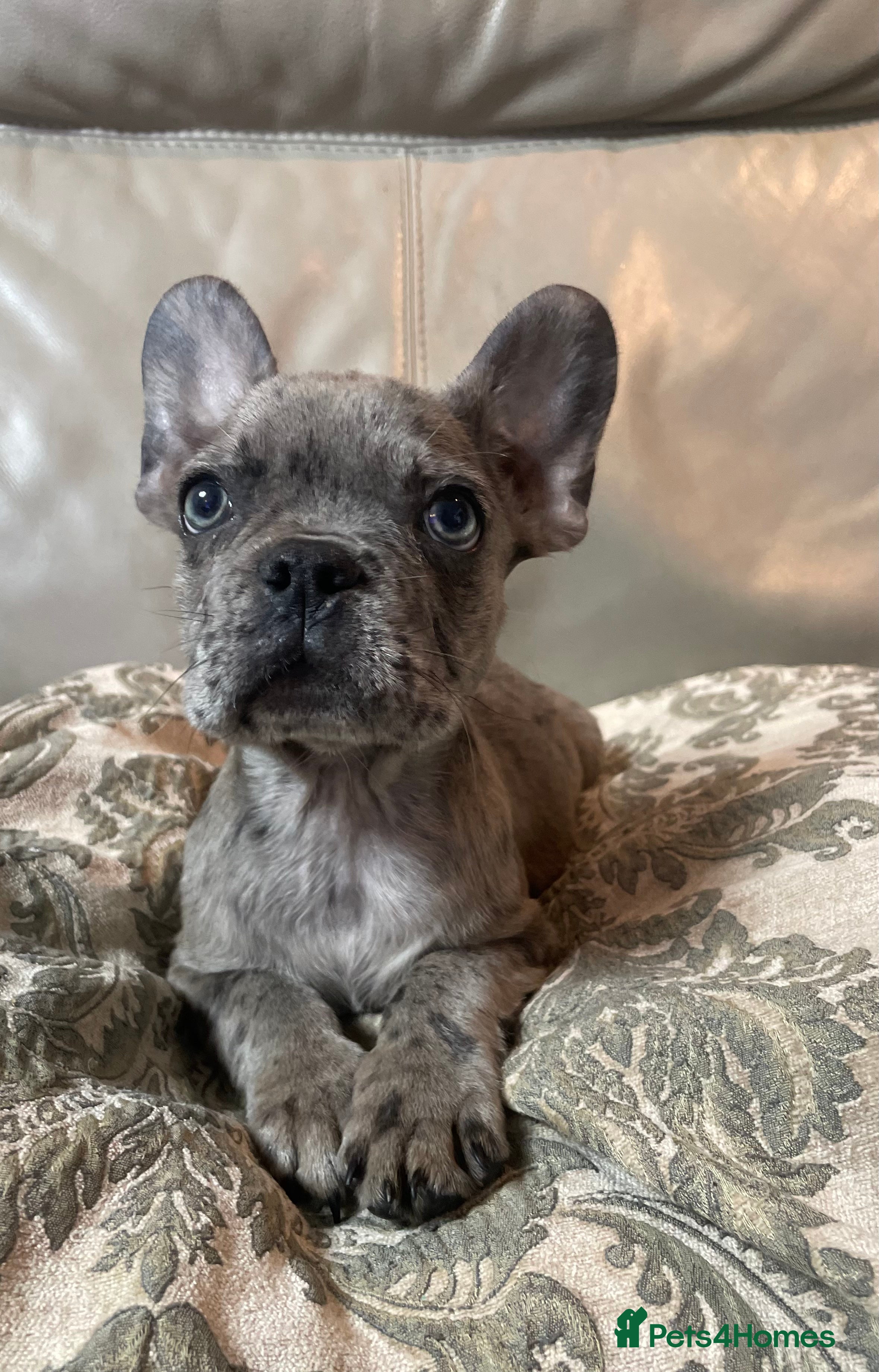 Mixed Breed dogs Beautiful french bulldog/shit zhu babies  - Advert 14