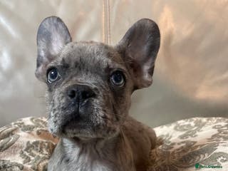 Mixed Breed dogs Beautiful french bulldog/shit zhu babies - Advert 19