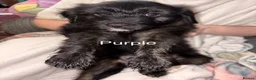 Mixed Breed dogs for sale: Staffy × Labradoodle Pups - Advert 3