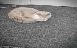 British Shorthair cats for sale: British shorthair and longhair  - Image 23
