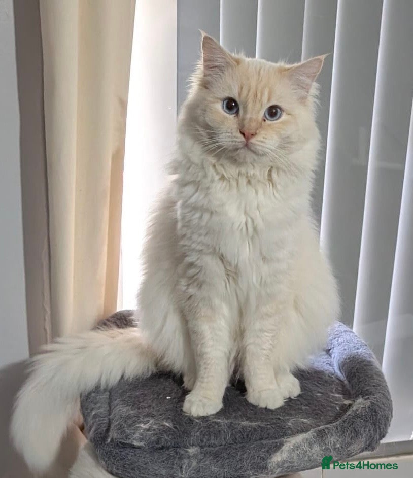 Ragdoll cats Handsome Genetically Tested Flame-Point for Stud - Advert 4