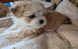 Mixed Breed dogs for sale: Lhasa Apso puppies in Kent - Image 25