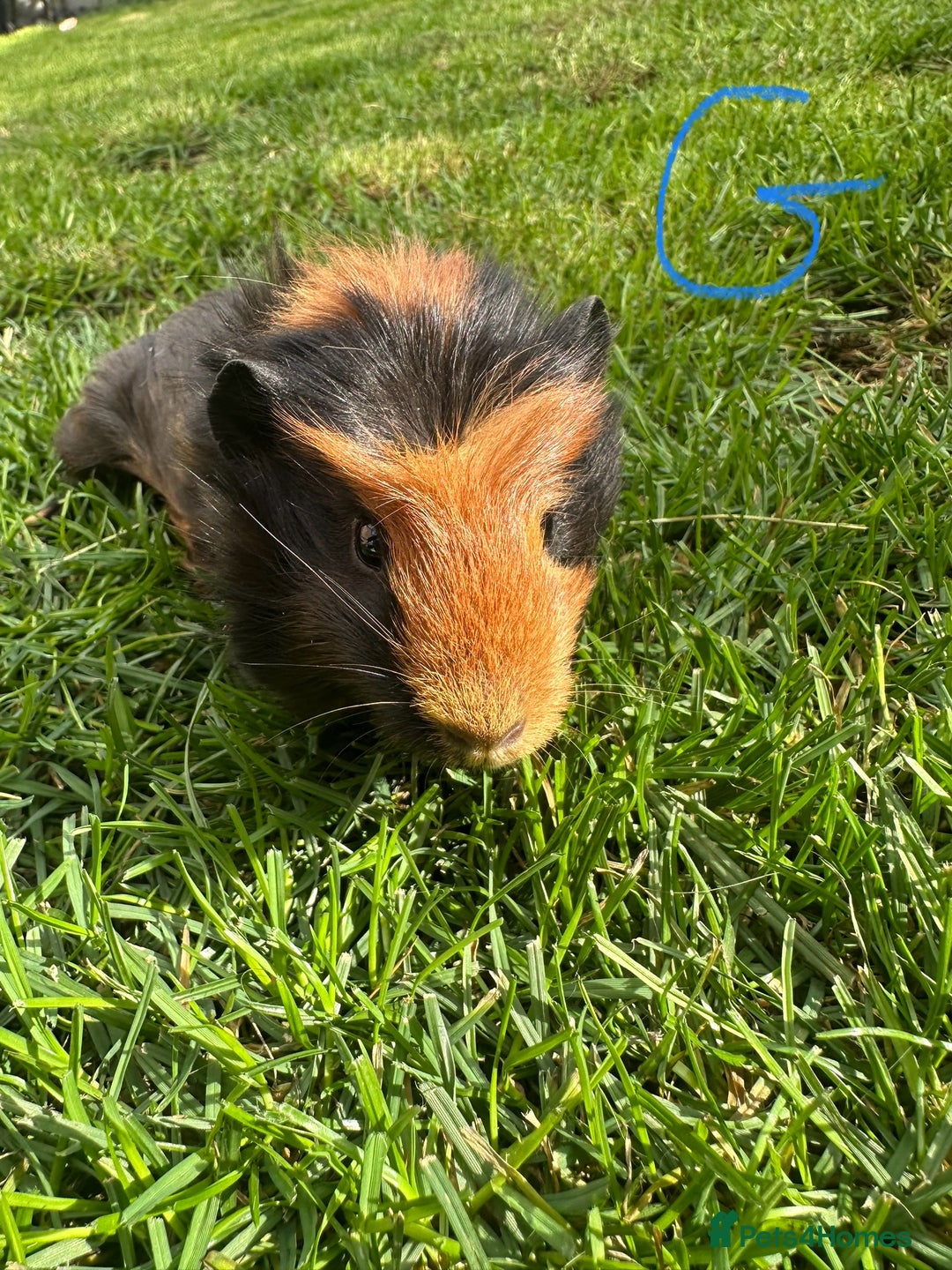 Guinea Pig rodents for sale: Female and male guinea pigs  - Image 4