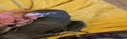 Parrots birds for sale: Female vasa parrot  - Advert 3