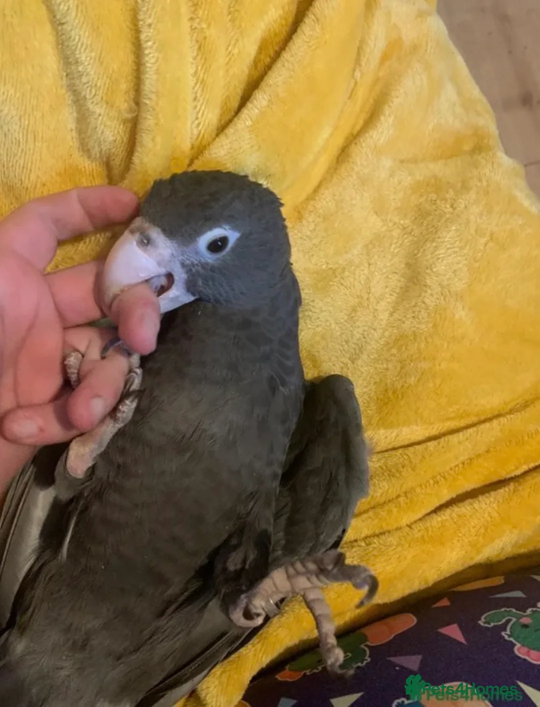Parrots birds for sale: Female vasa parrot  - Advert 3