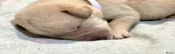 Labrador Retriever dogs for sale: Labrador puppies for sale  - Advert 28