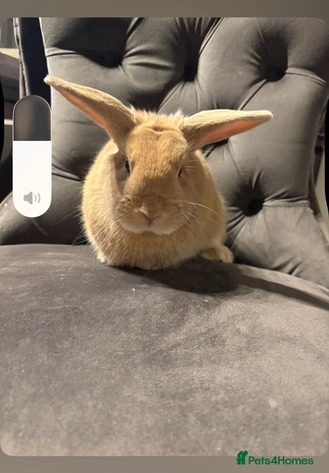 Mini Lop rabbits for sale: Mini lip babies  - Advert 4