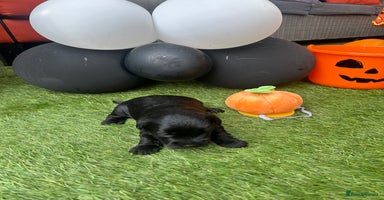 Yorkiepoo dogs - Advert 15