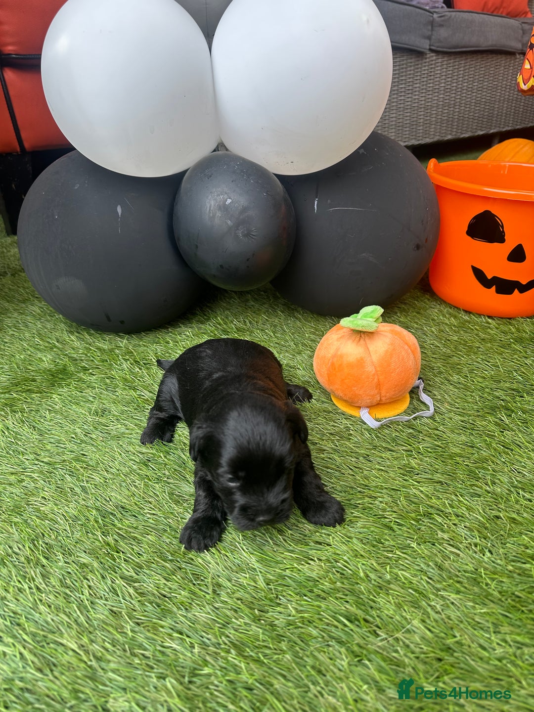 Yorkiepoo dogs for sale: Yorkiepoo Puppys - Image 2