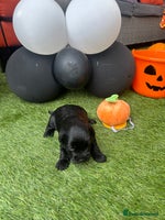 Yorkiepoo dogs - Advert 10