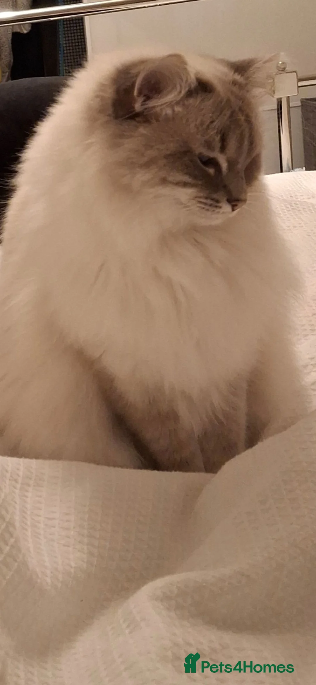Ragdoll cats for sale: Female Ragdoll  in Kilbirnie - Advert 4