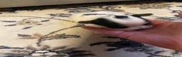 Biewer Terrier dogs for sale: Pure Miniature Biewer Terrier Puppies - Advert 10
