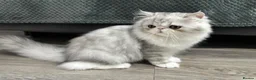 Persian cats for sale: Persian Kittens Bi-Color - Punch Face - GCCF - Advert 39