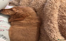 Cockapoo dogs for sale: 8 week old cockapoo - Advert 3