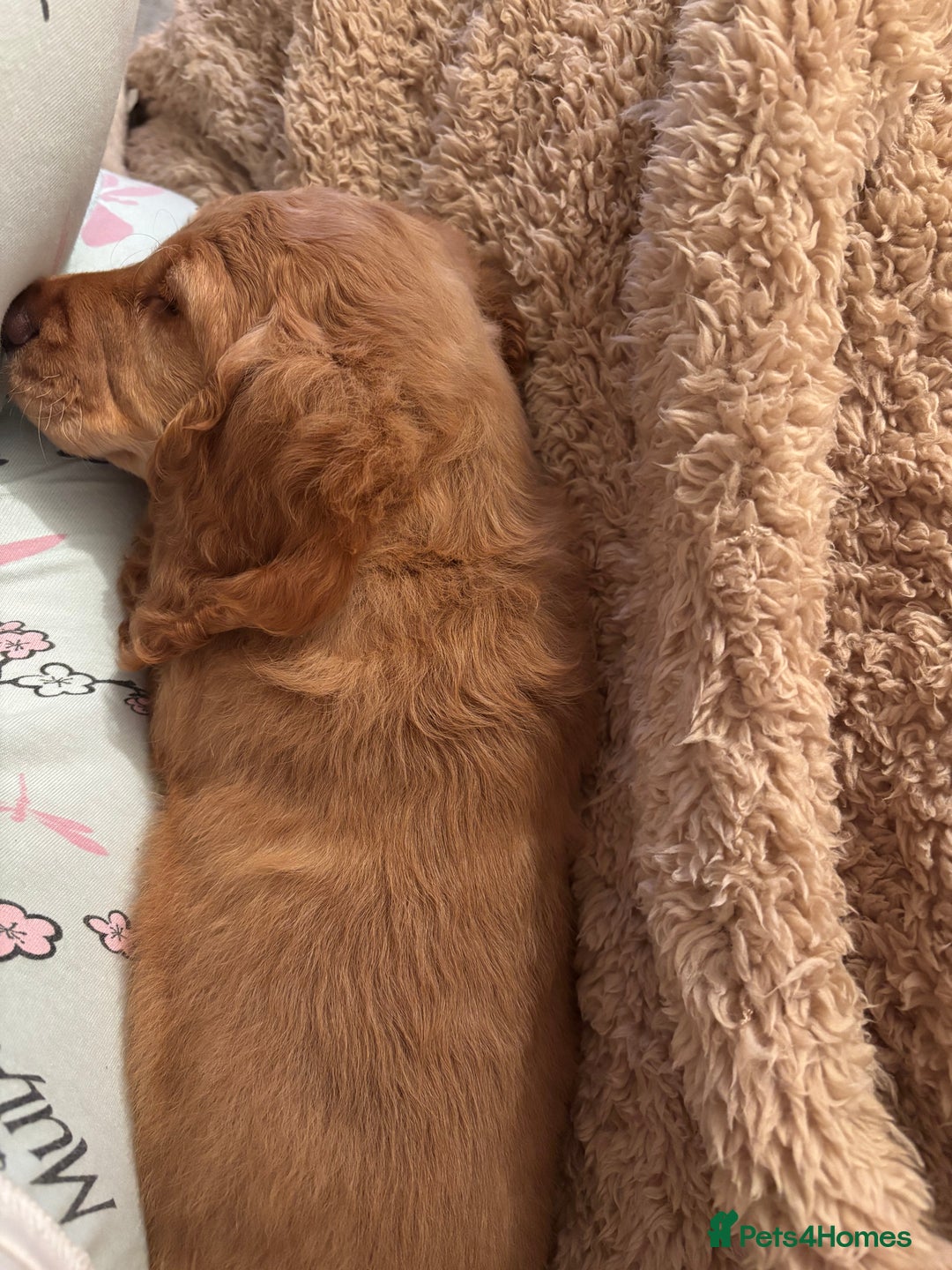 Cockapoo dogs for sale: 8 week old cockapoo - Advert 3