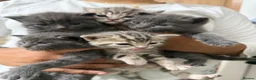 British Shorthair cats for sale: Lambo, special point British shorthair  - Advert 13