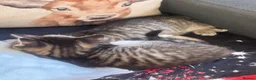Mixed Breed cats for sale: For sale  in Lydney - Advert 2