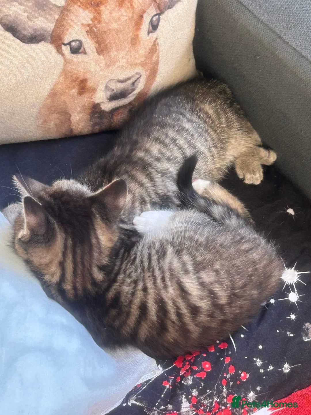 Mixed Breed cats for sale: For sale  in Lydney - Advert 2
