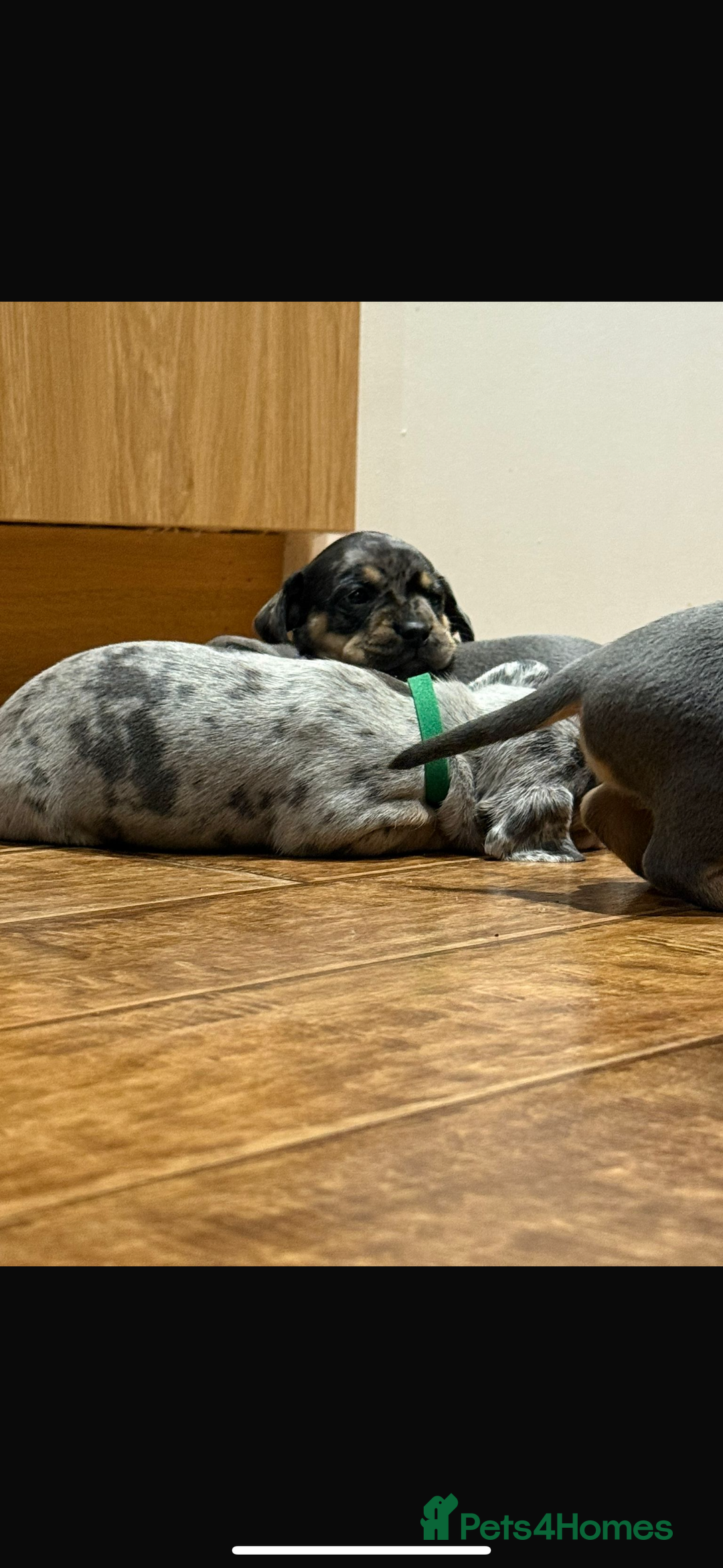 Mixed Breed dogs for sale: 🐾 Beautiful French Bull Weiners 🐾  - Advert 3