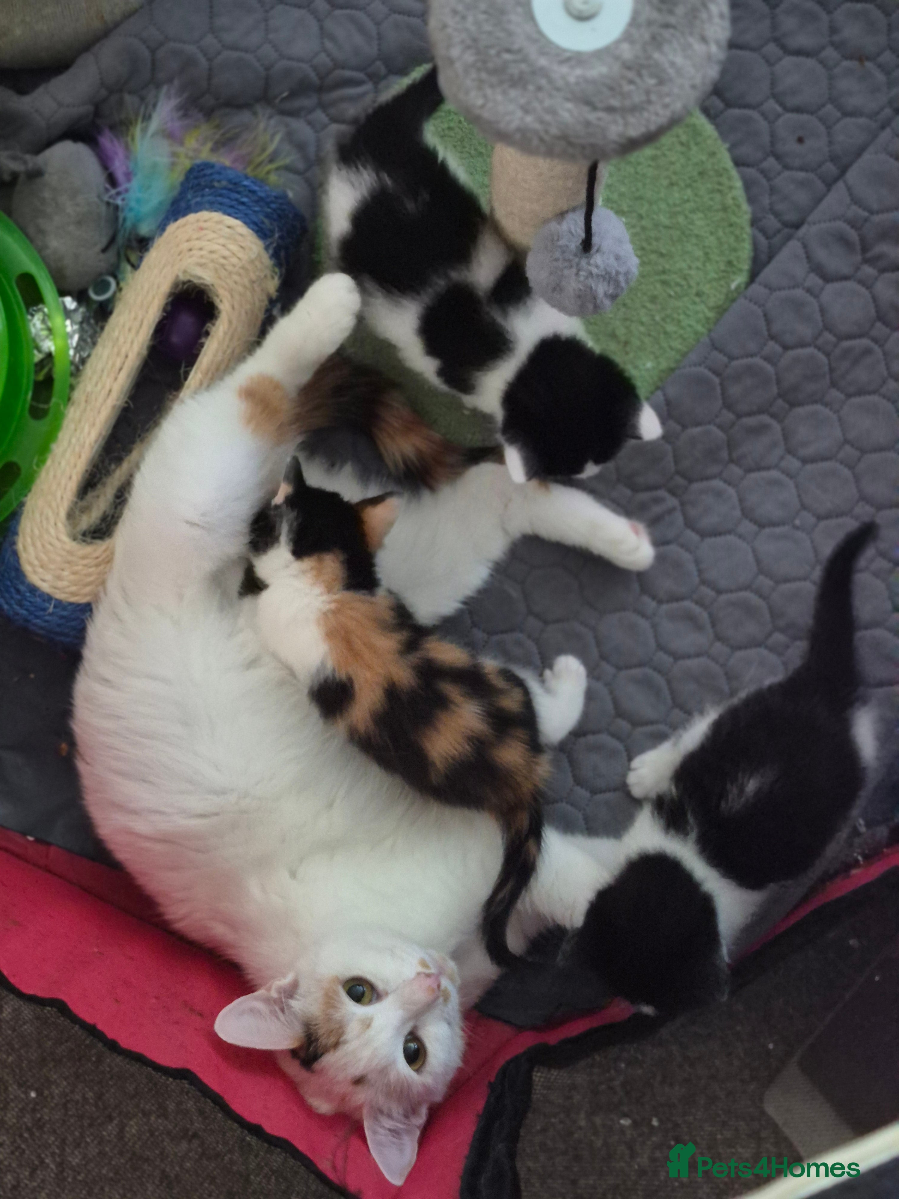 Mixed Breed cats Beautiful kittens looking for loving families - Advert 2