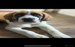 Saint Bernard dogs for sale: Saint Bernard  - Image 6