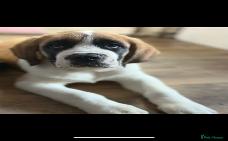 Saint Bernard dogs - Advert 2
