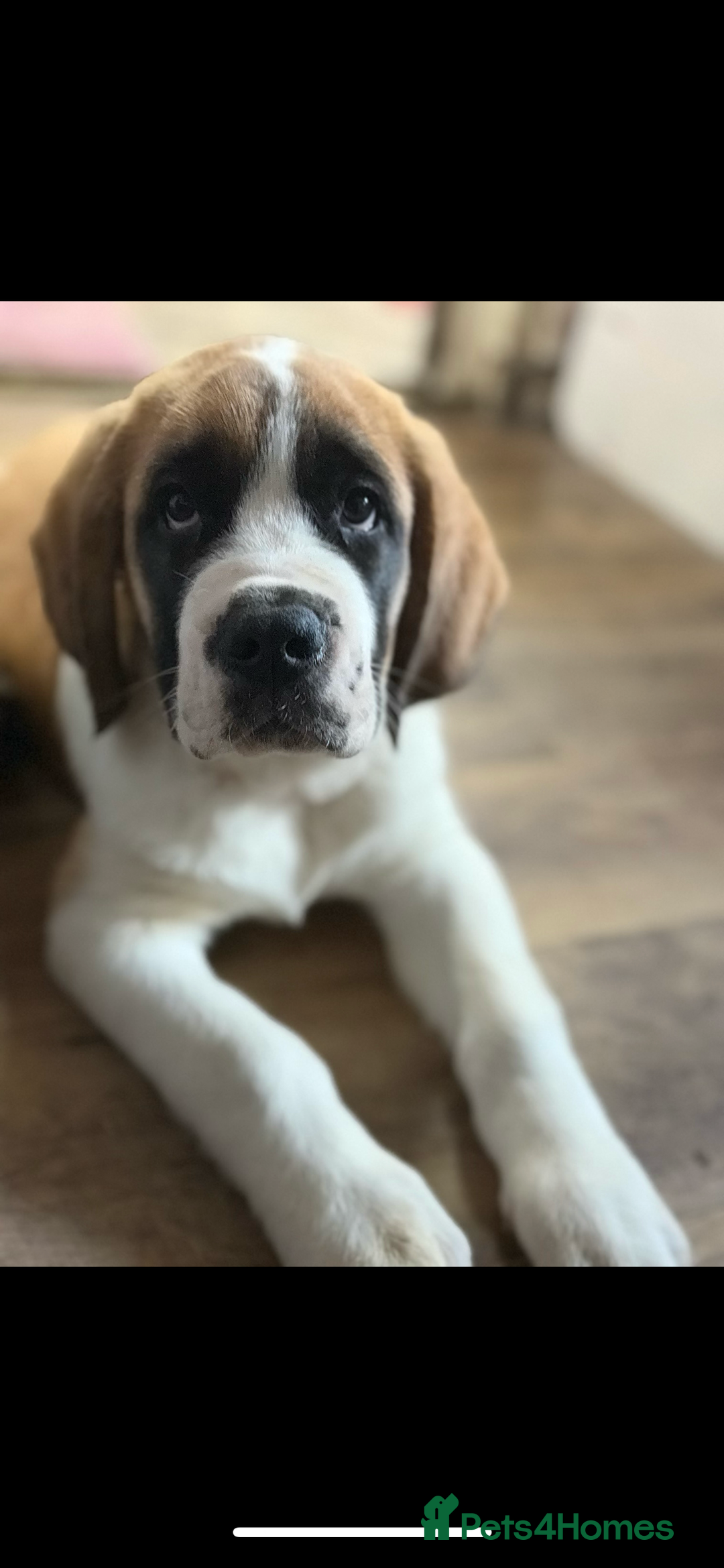 Saint Bernard dogs for sale: Saint Bernard  - Image 6