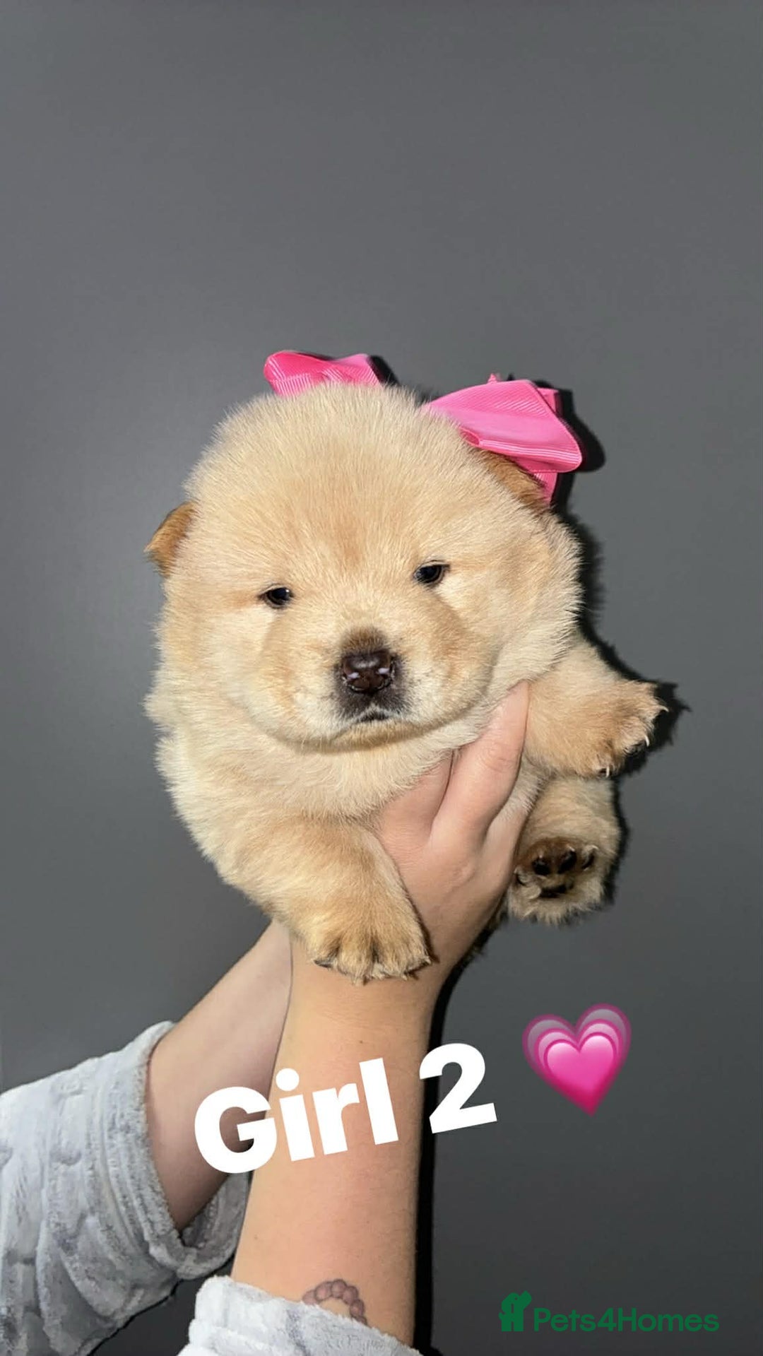 Chow Chow dogs for sale: Chow chow Puppies  - Advert 7