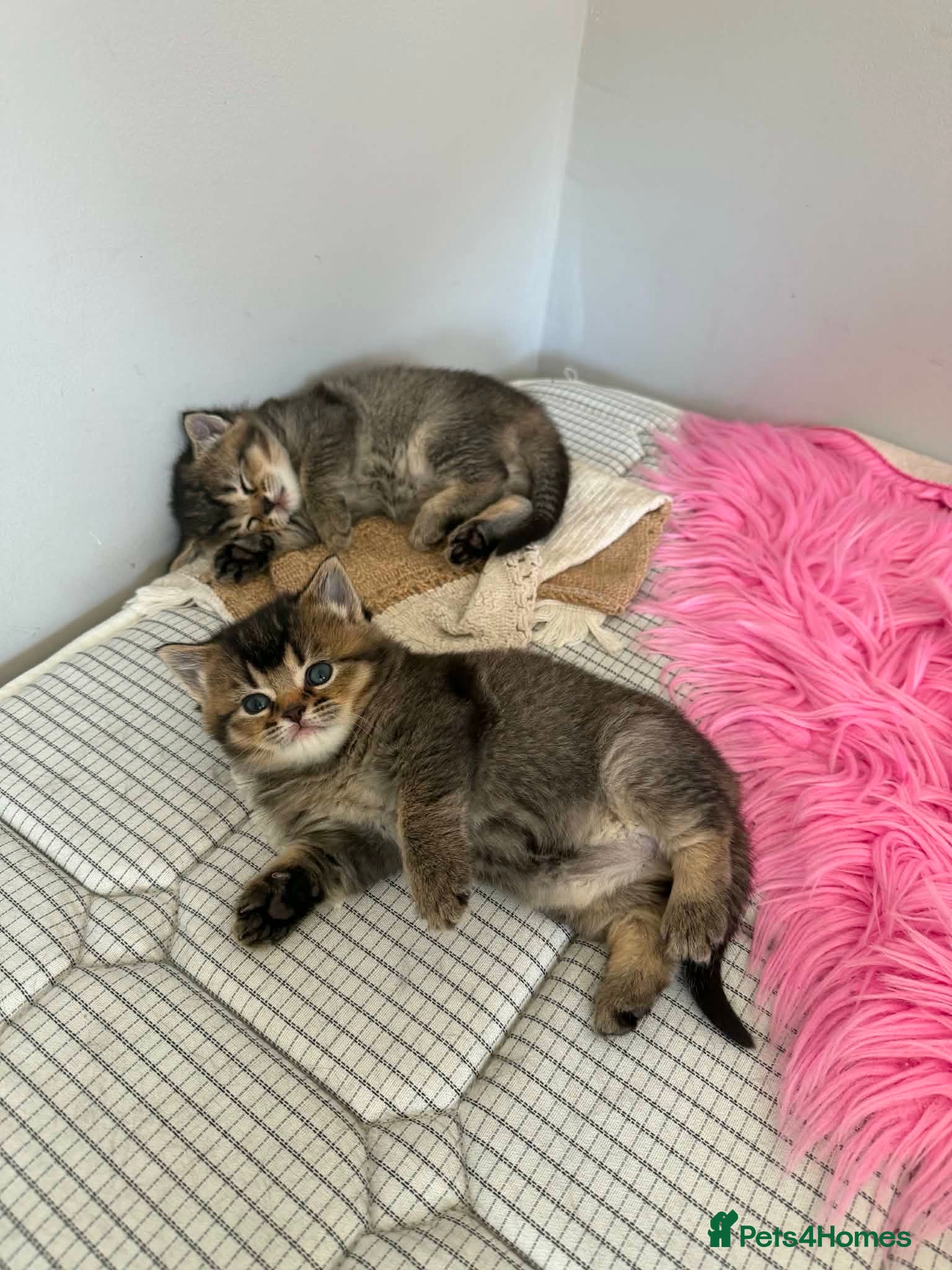 Mixed Breed cats for sale: 3 Little kittens  in Basildon - Advert 15