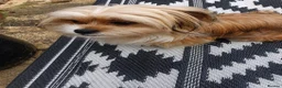 Mixed Breed dogs for adoption: Cherise 🩷 in Woodbridge - Advert 3