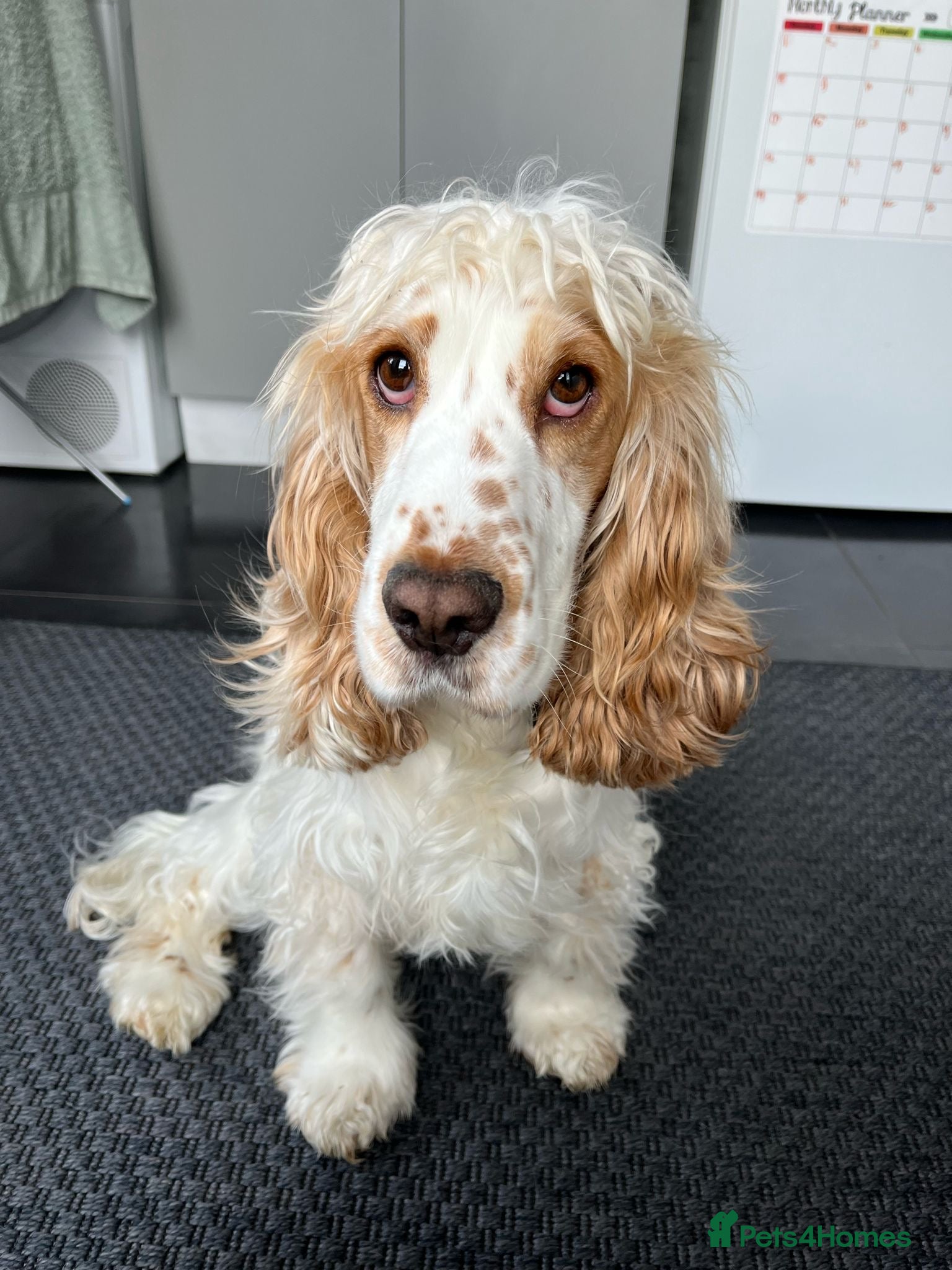 Cocker Spaniel dogs 3 cocker spaniel puppies for sale  - Advert 1