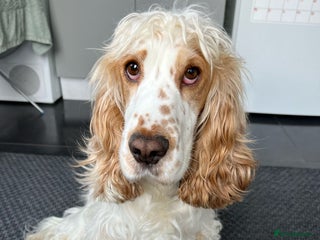 Cocker Spaniel dogs 3 cocker spaniel puppies for sale - Advert 1