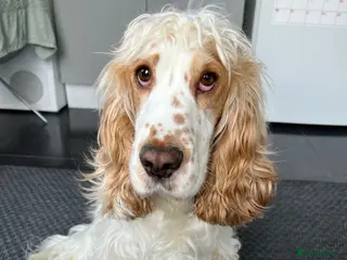 Cocker Spaniel dogs 2 cocker spaniel puppies for sale - Advert 6