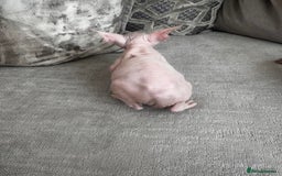 Sphynx cats for sale: TWO MALE SPHYNX KITTENS  - Image 5