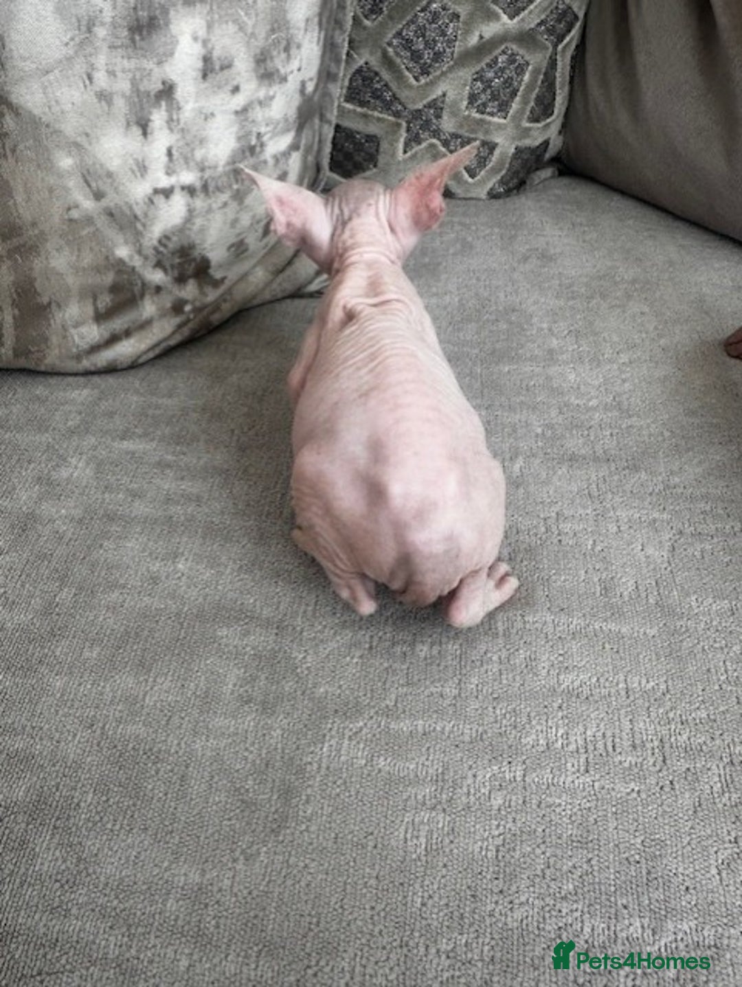 Sphynx cats for sale: TWO MALE SPHYNX KITTENS  - Image 5