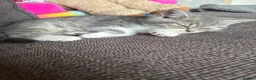 British Shorthair cats for sale: GCCF registered British Shorthair Kittens - Advert 5