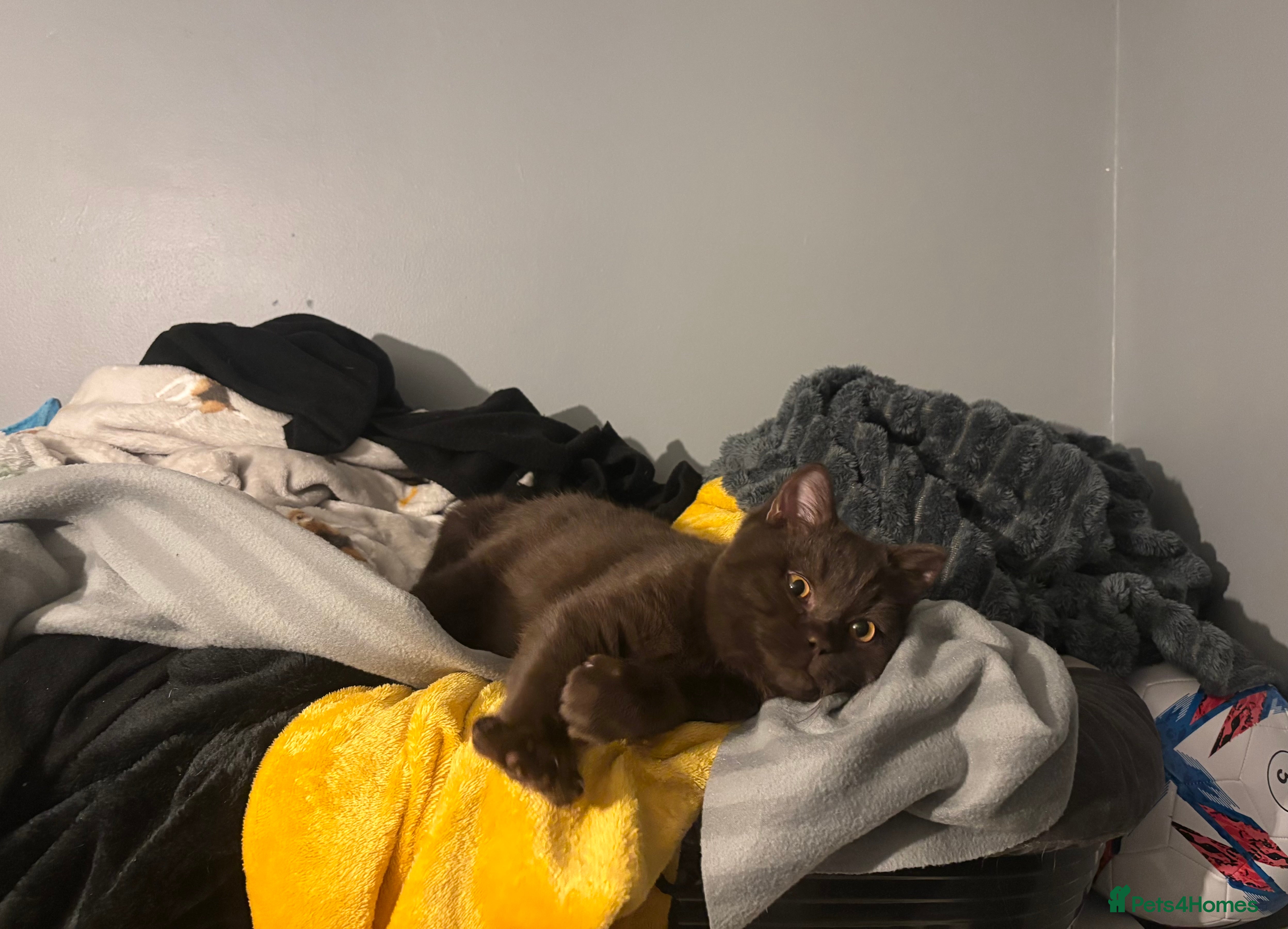 British Shorthair cats Pure chocolate British short haired male kitten  - Advert 4