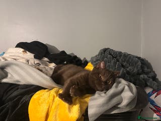 British Shorthair cats Pure chocolate British short haired male kitten - Advert 2