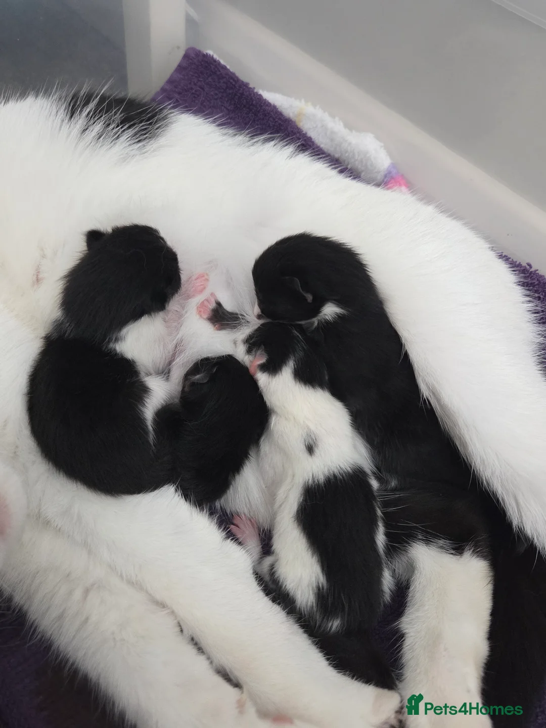 Mixed Breed cats for sale: 2 male kittens - Advert 2